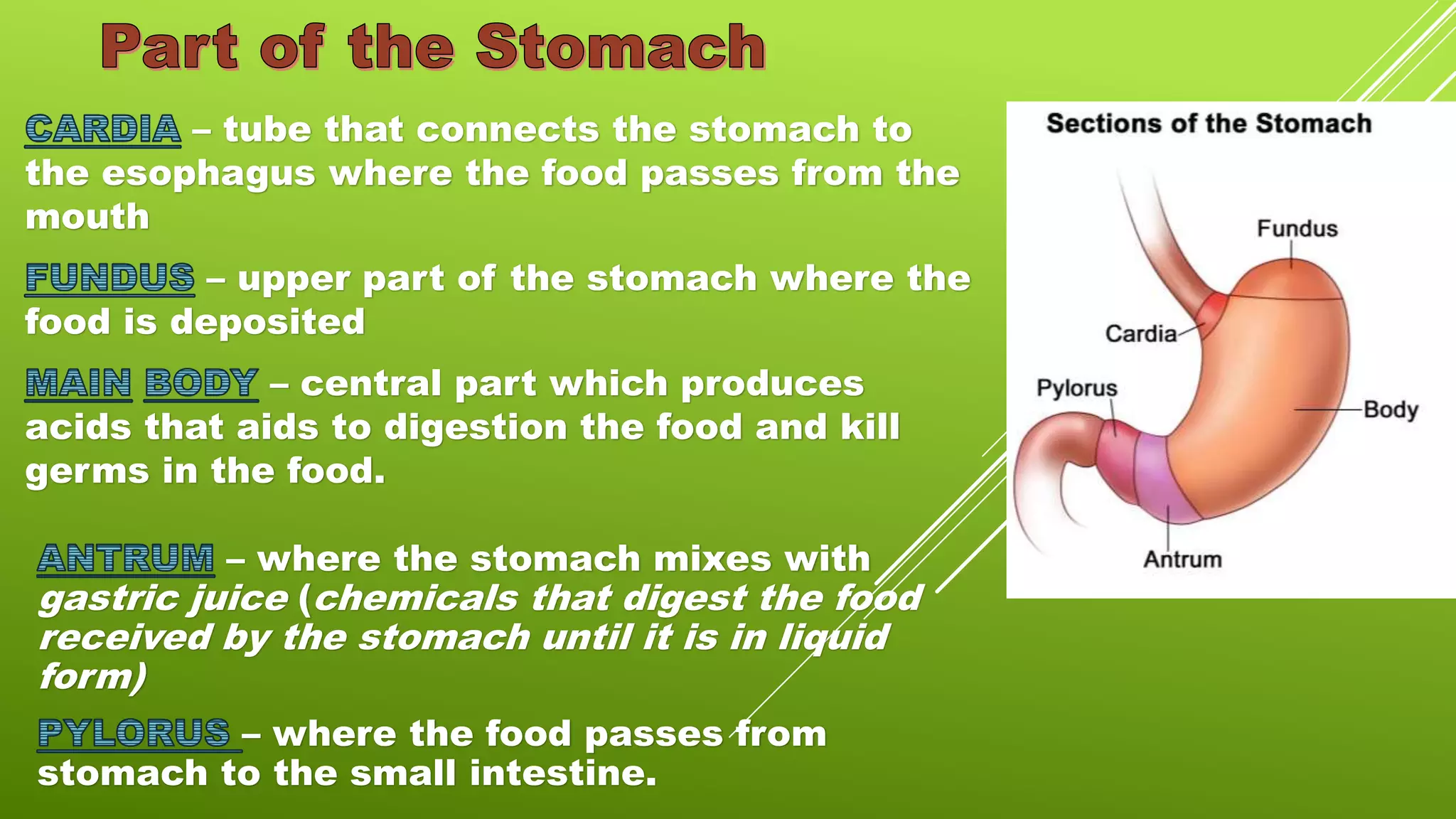 – tube that connects the stomach to
the esophagus where the food passes from the
mouth
– upper part of the stomach where the
food is deposited
– central part which produces
acids that aids to digestion the food and kill
germs in the food.
– where the stomach mixes with
gastric juice (chemicals that digest the food
received by the stomach until it is in liquid
form)
– where the food passes from
stomach to the small intestine.
 