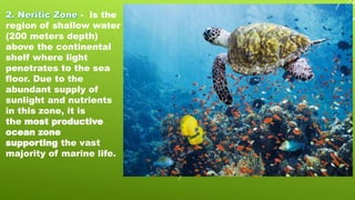 - is the
region of shallow water
(200 meters depth)
above the continental
shelf where light
penetrates to the sea
floor. Due to the
abundant supply of
sunlight and nutrients
in this zone, it is
the most productive
ocean zone
supporting the vast
majority of marine life.
 