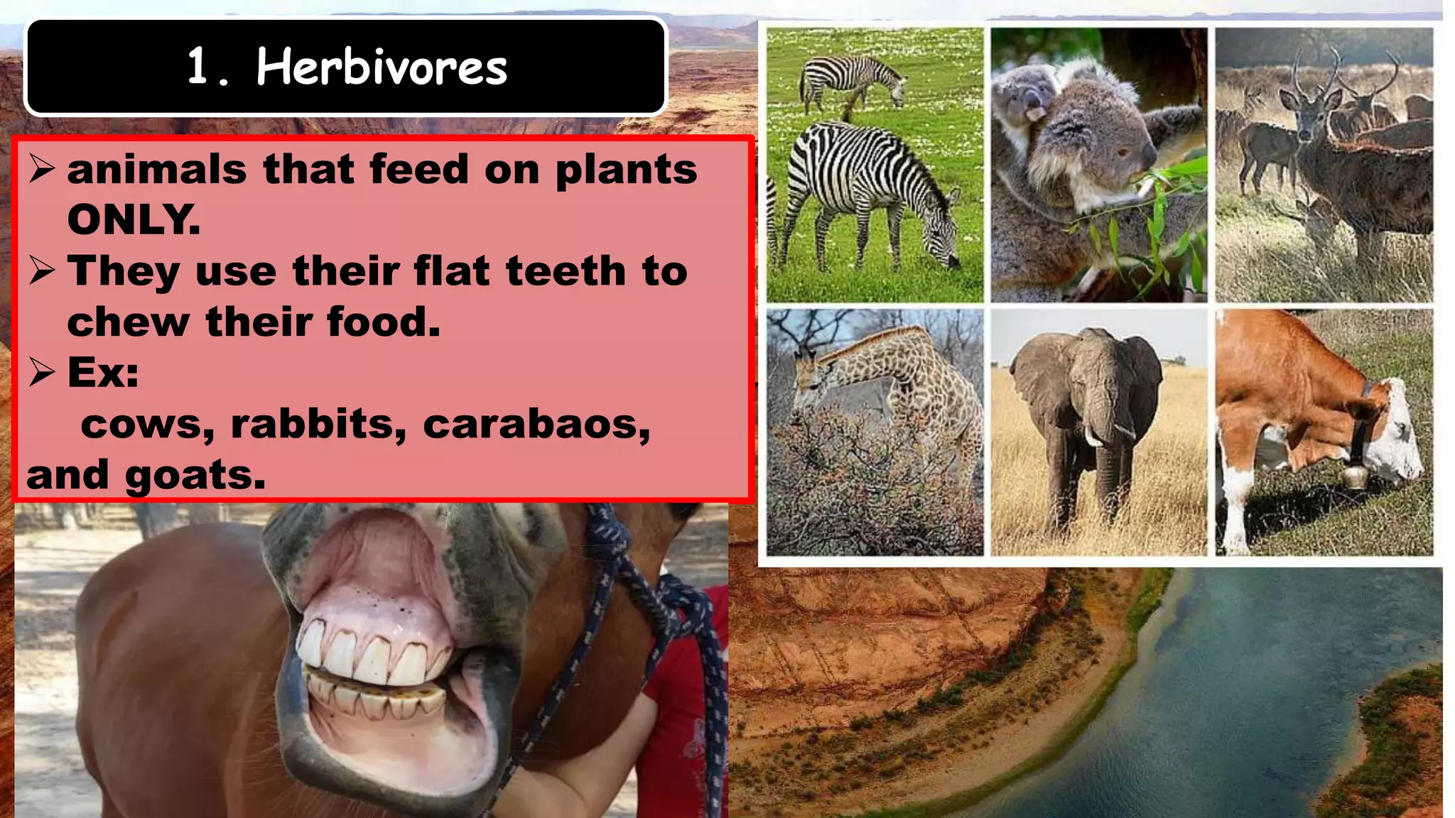 1. Herbivores
 animals that feed on plants
ONLY.
 They use their flat teeth to
chew their food.
 Ex:
cows, rabbits, carabaos,
and goats.
 