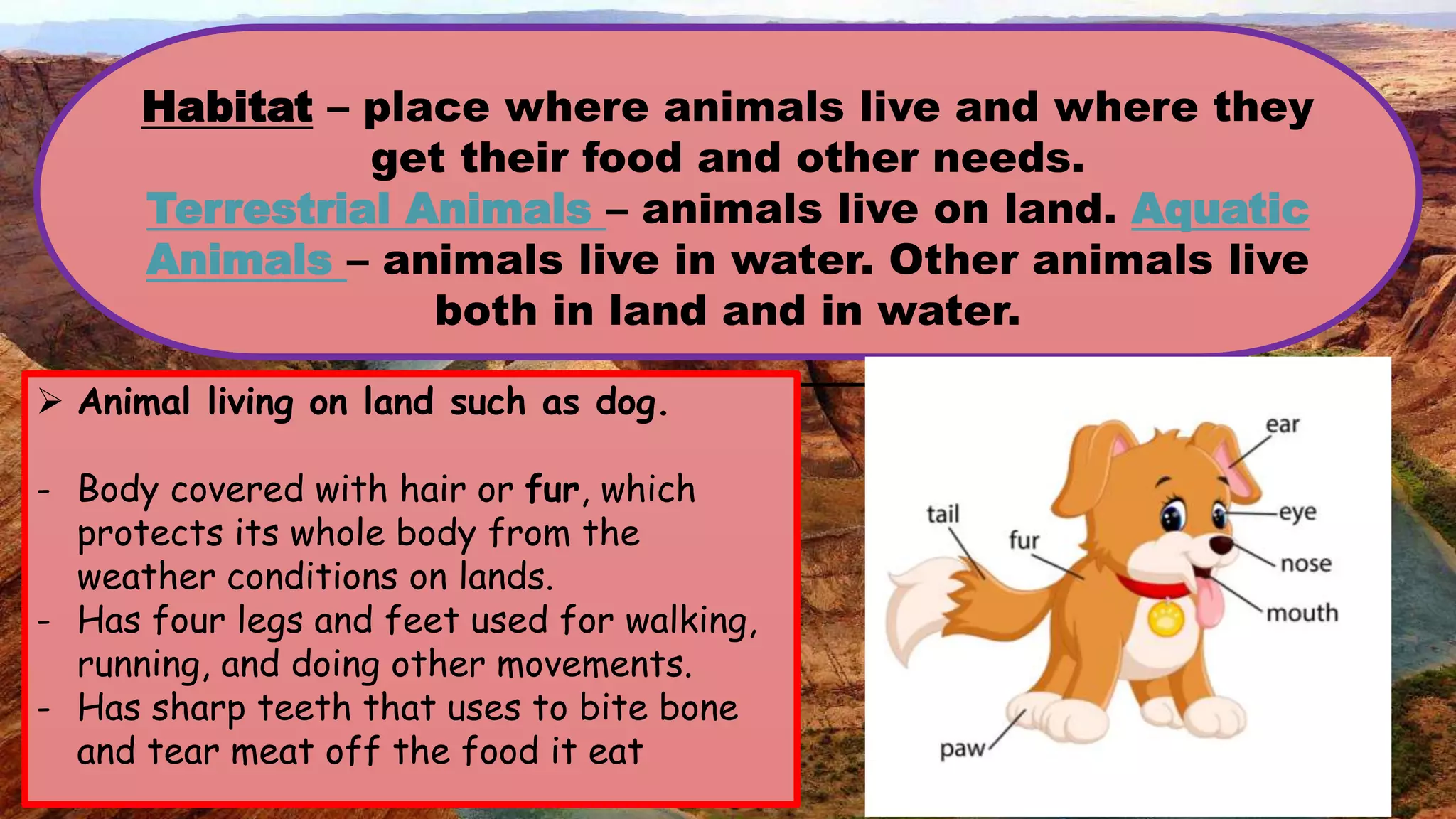 Habitat – place where animals live and where they
get their food and other needs.
Terrestrial Animals – animals live on land. Aquatic
Animals – animals live in water. Other animals live
both in land and in water.
 Animal living on land such as dog.
- Body covered with hair or fur, which
protects its whole body from the
weather conditions on lands.
- Has four legs and feet used for walking,
running, and doing other movements.
- Has sharp teeth that uses to bite bone
and tear meat off the food it eat
 