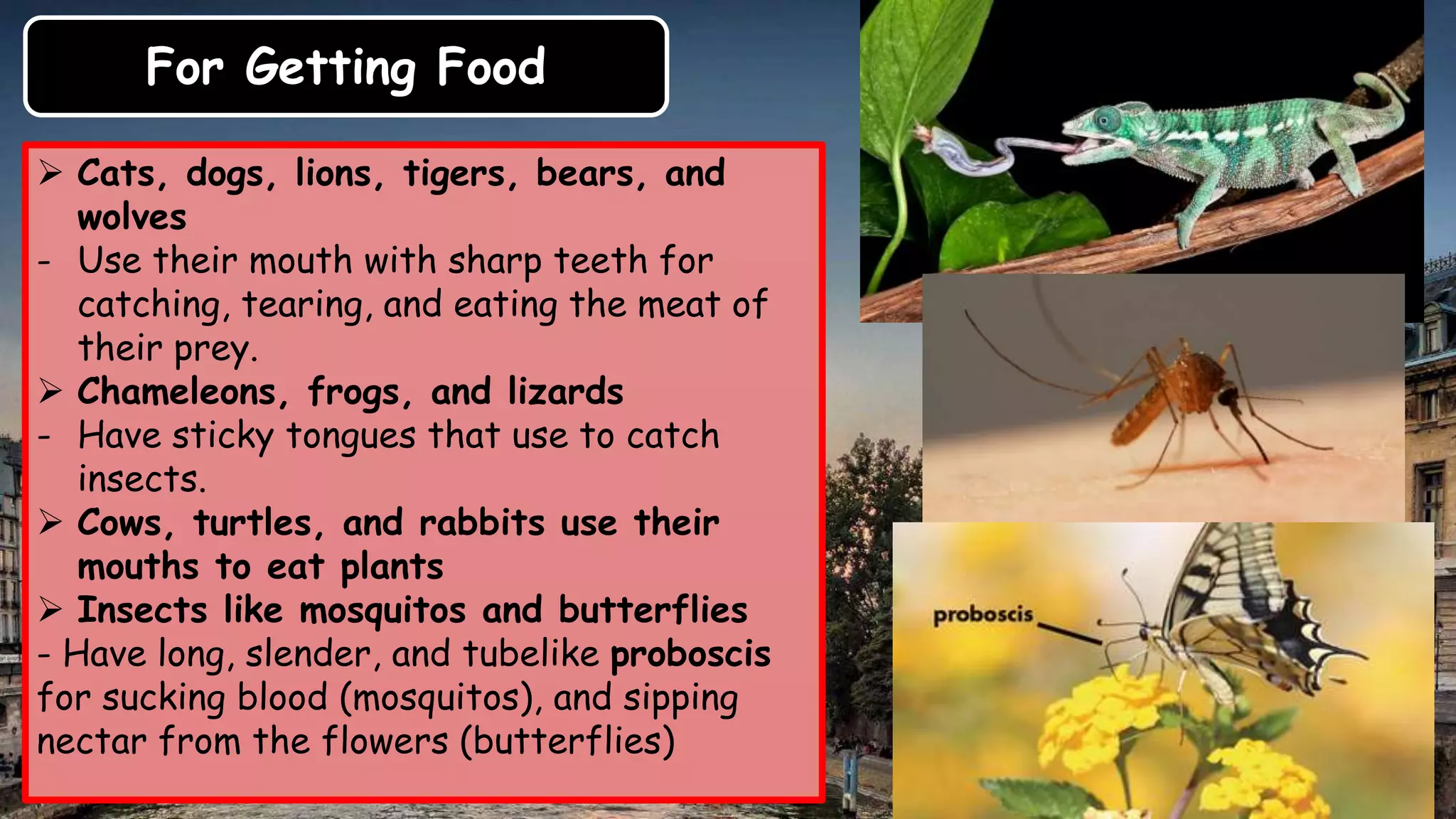 For Getting Food
 Cats, dogs, lions, tigers, bears, and
wolves
- Use their mouth with sharp teeth for
catching, tearing, and eating the meat of
their prey.
 Chameleons, frogs, and lizards
- Have sticky tongues that use to catch
insects.
 Cows, turtles, and rabbits use their
mouths to eat plants
 Insects like mosquitos and butterflies
- Have long, slender, and tubelike proboscis
for sucking blood (mosquitos), and sipping
nectar from the flowers (butterflies)
 