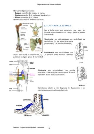 Departamento de Educación Física
Lesiones Deportivas en el Aparato Locomotor
6
Hay varios tipos de huesos:
+ Largos, como los del brazo o la pierna.
+ Cortos, como los de la muñeca o las vértebras.
+ Planos, como los de la cabeza.
Dentro de los huesos podemos destacar:
2.3. LAS ARTICULACIONES
Las articulaciones son estructuras que unen los
distintos segmentos óseos del cuerpo, y que se pueden
clasificar en:
 Sinartrosis, son articulaciones sin posibilidad de
movimiento de los segmentos óseos
que unen (Ej. Los huesos del cráneo).
 Anfiartrosis, son articulaciones con
escasa movilidad o semimóviles. Ej. Las uniones entre distintas vértebras
permiten un ligero grado de movilidad.
 Diartrosis, son articulaciones con amplia
movilidad. Estas articulaciones constan de unos
elementos más o menos constantes:
Deberíamos añadir a este diagrama los ligamentos y los
meniscos que poseen algunas diartrosis:
 