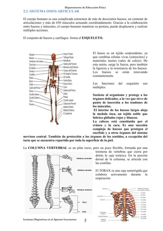 Departamento de Educación Física
Lesiones Deportivas en el Aparato Locomotor
5
2.2. SISTEMA OSEO-ARTICULAR
El cuerpo humano es una complicada estructura de más de doscientos huesos, un centenar de
articulaciones y más de 650 músculos actuando coordinadamente. Gracias a la colaboración
entre huesos y músculos, el cuerpo humano mantiene su postura, puede desplazarse y realizar
múltiples acciones.
El conjunto de huesos y cartílagos: forma el ESQUELETO.
El hueso es un tejido sorprendente, ya
que combina células vivas (osteocitos) y
materiales inertes (sales de calcio). De
esta unión, surge la fuerza, pero también
la ligereza y la resistencia de los huesos.
Los huesos se están renovando
constantemente.
Las funciones del esqueleto son
múltiples:
 Sostiene al organismo y protege a los
órganos delicados, a la vez que sirve de
punto de inserción a los tendones de
los músculos.
 El interior de los huesos largos aloja
la medula ósea, un tejido noble que
fabrica glóbulos rojos y blancos.
 La cabeza está constituida por el
cráneo y la cara. Es una sucesión
compleja de huesos que protegen el
encéfalo y a otros órganos del sistema
nervioso central. También da protección a los órganos de los sentidos, a excepción del
tacto que se encuentra repartido por toda la superficie de la piel.
La COLUMNA VERTEBRAL es un pilar recio, pero un poco flexible, formada por una
treintena de vértebras que cierra por
detrás la caja torácica. En la porción
dorsal de la columna, se articula con
las costillas.
El TORAX es una caja semirrígida que
colabora activamente durante la
respiración:
 