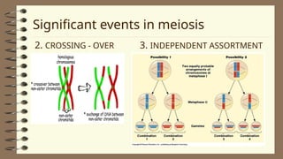 2Lesson 06 - Human Life Cycle and Meiosis - Copy.ppt
