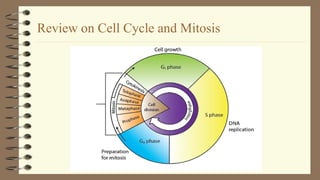 2Lesson 06 - Human Life Cycle and Meiosis - Copy.ppt
