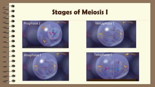 2Lesson 06 - Human Life Cycle and Meiosis - Copy.ppt