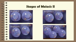2Lesson 06 - Human Life Cycle and Meiosis - Copy.ppt