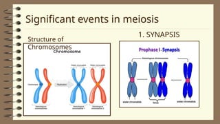 2Lesson 06 - Human Life Cycle and Meiosis - Copy.ppt