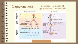 2Lesson 06 - Human Life Cycle and Meiosis - Copy.ppt