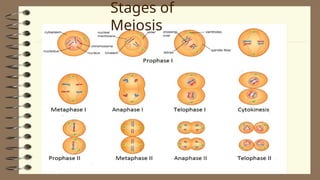 2Lesson 06 - Human Life Cycle and Meiosis - Copy.ppt