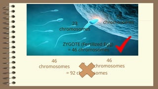 2Lesson 06 - Human Life Cycle and Meiosis - Copy.ppt