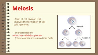 2Lesson 06 - Human Life Cycle and Meiosis - Copy.ppt