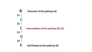 A Precursor of the pathway (A)
E1
B
E2
C Intermediates of the pathway (B,C,D)
E3
D
E4
E End Product of the pathway (E)
 