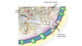 Mutienzyme complex
Separate
enzymes
Membrane
Bound System
 