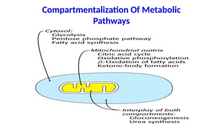 Compartmentalization Of Metabolic
Pathways
 