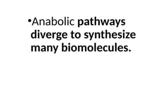 •Anabolic pathways
diverge to synthesize
many biomolecules.
 