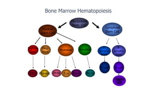 RBC
Bone Marrow Hematopoiesis
Pluripotent
Stem Cell
Myeloid
Stem Cell
Lymphoid
Stem Cell
Platelet PMN Eos Baso Mono
T-
lympho
blast
B-
lympho
blast
B-cell
Erythro-
blast
Myeloblast
Meg-
blast
T-cell
Plasma
cell
Monoblast
 
