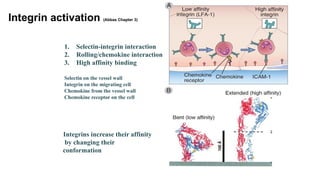 2 Leukocyte circulation and Migration-2026 (1).pptx