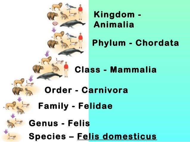 levels of classification 2010