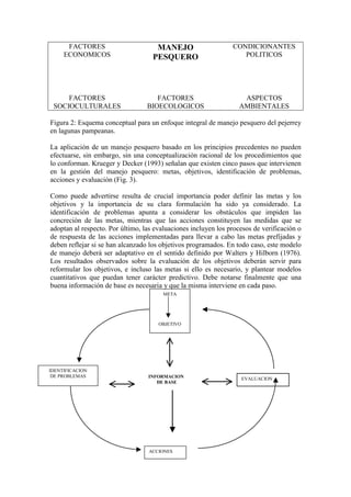 FACTORES
ECONOMICOS
MANEJO
PESQUERO
CONDICIONANTES
POLITICOS
FACTORES
SOCIOCULTURALES
FACTORES
BIOECOLOGICOS
ASPECTOS
AMBIENTALES
Figura 2: Esquema conceptual para un enfoque integral de manejo pesquero del pejerrey
en lagunas pampeanas.
La aplicación de un manejo pesquero basado en los principios precedentes no pueden
efectuarse, sin embargo, sin una conceptualización racional de los procedimientos que
lo conforman. Krueger y Decker (1993) señalan que existen cinco pasos que intervienen
en la gestión del manejo pesquero: metas, objetivos, identificación de problemas,
acciones y evaluación (Fig. 3).
Como puede advertirse resulta de crucial importancia poder definir las metas y los
objetivos y la importancia de su clara formulación ha sido ya considerado. La
identificación de problemas apunta a considerar los obstáculos que impiden las
concreción de las metas, mientras que las acciones constituyen las medidas que se
adoptan al respecto. Por último, las evaluaciones incluyen los procesos de verificación o
de respuesta de las acciones implementadas para llevar a cabo las metas prefijadas y
deben reflejar si se han alcanzado los objetivos programados. En todo caso, este modelo
de manejo deberá ser adaptativo en el sentido definido por Walters y Hilborn (1976).
Los resultados observados sobre la evaluación de los objetivos deberán servir para
reformular los objetivos, e incluso las metas si ello es necesario, y plantear modelos
cuantitativos que puedan tener carácter predictivo. Debe notarse finalmente que una
buena información de base es necesaria y que la misma interviene en cada paso.
META
OBJETIVO
ACCIONES
IDENTIFICACION
DE PROBLEMAS
EVALUACION
INFORMACION
DE BASE
 