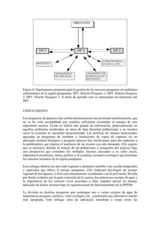 Figura 4: Organigrama propuesto para la gestión de los recursos pesqueros en ambientes
continentales de la región pampeanas. DP1: Distrito Pesquero 1; DP2: Distrito Pesquero
2: DP3: Distrito Pesquero 3. A título de ejemplo solo se representan las relaciones del
DP2.
CONCLUSIONES
Las pesquerías de pejerrey han sufrido históricamente una profunda transformación, que
no se ha visto acompañada por estudios suficientes orientados al manejo de este
importante recurso. Existe un déficit aún grande de información, particularmente en
aquellos ambientes localizados en áreas de baja densidad poblacional, y en muchos
casos la existente se encuentra desactualizada. Las políticas de manejo tradicionales
apoyadas en programas de siembras y limitaciones de cupos de capturas sin un
adecuado sustento biológico y pesquero parecen hoy insuficientes para dar respuesta a
la problemática que plantea el usufructo de un recurso con alta demanda. Ello sugiere
que es necesario abordar el manejo de las poblaciones y pesquerías del pejerrey bajo
una perspectiva que considere los múltiples factores asociados a su valor social,
importancia económica, marco político y al complejo escenario ecológico que presentan
los sistemas lacunares de la región pampeana.
Este enfoque debería ser ante todo regional y altamente sensible a las escalas temporales
y espaciales que ofrece el paisaje pampeano. Ello implicará privilegiar un manejo
regional de las lagunas, si bien convenientemente coordinado a nivel provincial. Resulta
por demás evidente que la gran extensión de la cuenca, los numerosos cuerpos de agua y
la importancia de los recursos vivos asociados a ellas, impiden ejercer un manejo
adecuado de dichos recursos bajo el esquema actual de funcionamiento de la DPPIM.
La división en distritos pesqueros que contengan uno o varios cuerpos de agua de
importancia pesquera, turística, valor ecológico etc., constituiría una alternativa mucho
más apropiada. Este enfoque sería de aplicación inmediata a zonas como las
 