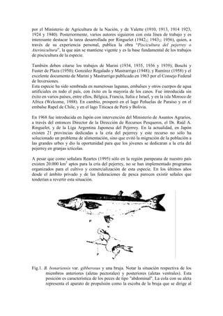 por el Ministerio de Agricultura de la Nación, y de Valette (1910, 1913, 1914 1923,
1924 y 1940). Posteriormente, varios autores siguieron con esta línea de trabajo y es
interesante destacar la tarea desarrollada por Ringuelet (19422; 19432; 1956), quien, a
través de su experiencia personal, publica la obra “Piscicultura del pejerrey o
Aterinicultura”, la que aún se mantiene vigente y es la base fundamental de los trabajos
de piscicultura de la especie.
También deben citarse los trabajos de Marini (1934, 1935, 1936 y 1939); Boschi y
Fuster de Plaza (1950); González Regalado y Mastrarrigo (1948); y Ramírez (1958) y el
excelente documento de Marini y Mastrarrigo publicado en 1963 por el Consejo Federal
de Inversiones.
Esta especie ha sido sembrada en numerosas lagunas, embalses y otros cuerpos de agua
artificiales en todo el país, con éxito en la mayoría de los casos. Fue introducida sin
éxito en varios países, entre ellos, Bélgica, Francia, Italia e Israel, y en la isla Moroco de
Africa (Welcome, 1988). En cambio, prosperó en el lago Peñuelas de Paraíso y en el
embalse Rapel de Chile, y en el lago Titicaca de Perú y Bolivia.
En 1968 fue introducida en Japón con intervención del Ministerio de Asuntos Agrarios,
a través del entonces Director de la Dirección de Recursos Pesqueros, el Dr. Raúl A.
Ringuelet, y de la Liga Argentina Japonesa del Pejerrey. En la actualidad, en Japón
existen 21 provincias dedicadas a la cría del pejerrey y este recurso no sólo ha
solucionado un problema de alimentación, sino que evitó la migración de la población a
las grandes urbes y dio la oportunidad para que los jóvenes se dedicaran a la cría del
pejerrey en granjas ictícolas.
A pesar que como señalara Reartes (1995) sólo en la región pampeana de nuestro país
existen 20.000 km2
aptos para la cría del pejerrey, no se han implementado programas
organizados para el cultivo y comercialización de esta especie. En los últimos años
desde el ámbito privado y de las federaciones de pesca parecen existir señales que
tenderían a revertir esta situación.
Fig.1. B. bonariensis var. gibberosus y una bruja. Notar la situación respectiva de los
miembros anteriores (aletas pectorales) y posteriores (aletas ventrales). Esta
posición es característica de los peces de tipo "abdominal". La cola con su aleta
representa el aparato de propulsión como la escoba de la bruja que se dirige al
 