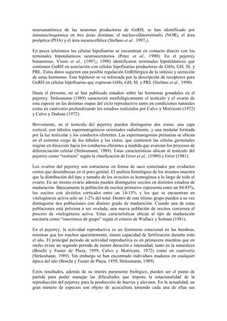 neuroanatómica de las neuronas productoras de GnRH, se han identificado por
inmunocitoquímica en tres áreas distintas: el nucleo-olfatorretinalis (NOR), el área
preóptica (POA) y el área mesencefálica (Stefano et al., 19972).
En peces teleósteos las células hipofisarias se encuentran en contacto directo con los
terminales hipotalámicos neurosecretorios (Peter et al., 1990). En el pejerrey
bonaerense, Vissio et al., (19972; 1998) identificaron terminales hipotalámicos que
contienen GnRH en asociación con células hipofisarias productoras de GtHs, GH, SL y
PRL. Estos datos sugieren una posible regulación GnRHérgica de la síntesis y secreción
de estas hormonas. Esta hipótesis se ve reforzada por la descripción de receptores para
GnRH en células hipofisarias que expresan GtHs, GH, SL y PRL (Stefano et al., 1998).
Hasta el presente, no se han publicado estudios sobre las hormonas gonadales en el
pejerrey. Strüssmann (1989) caracterizó morfológicamente el testículo y el ovario de
esta especie en las distintas etapas del ciclo reproductivo tanto en condiciones naturales
como en cautiverio profundizando los estudios realizados por Calvo y Morriconi (1972)
y Calvo y Dadone (1972).
Brevemente, en el testículo del pejerrey pueden distinguirse dos zonas: una capa
cortical, con túbulos espermatogénicos orientados radialmente, y una medular formada
por la luz testicular y los conductos eferentes. Las espermatogonias primarias se ubican
en el extremo ciego de los túbulos y los cistos, que contienen las células germinales
migran en dirección hacia los conductos eferentes a medida que avanzan los procesos de
diferenciación celular (Strüssmann, 1989). Estas características ubican al testículo del
pejerrey como “restricto” según la clasificación de Grier et al., (1980) y Grier (1981).
Los ovarios del pejerrey son estructuras en forma de saco conectados por oviductos
cortos que desembocan en el poro genital. El análisis histológico de los mismos muestra
que la distribución del tipo y tamaño de los ovocitos es homogénea a lo largo de todo el
ovario. En un mismo ovario además pueden distinguirse oocitos en distintos estadios de
maduración. Básicamente la población de oocitos primarios representa entre un 84-85%,
los oocitos con alvéolos corticales entre un 14-15% y los que se encuentran en
vitelogénesis activa solo un 1-2% del total. Dentro de este último grupo pueden a su vez
distinguirse dos poblaciones con distinto grado de maduración. Cuando una de estas
poblaciones está próxima a ser ovulada, una nueva población de oocitos comienza el
proceso de vitelogénesis activa. Estas características ubican al tipo de maduración
oocitaria como “sincrónico de grupo” según el criterio de Wallace y Selman (1981).
En el pejerrey, la actividad reproductiva es un fenómeno estacional en las hembras,
mientras que los machos aparentemente, tienen capacidad de fertilización durante todo
el año. El principal período de actividad reproductiva es en primavera mientras que en
otoño existe un segundo período de menor duración e intensidad, tanto en la naturaleza
(Boschi y Fuster de Plaza, 1959; Calvo y Morriconi, 1972) como en cautiverio
(Strüssmann, 1989). Sin embargo se han encontrado individuos maduros en cualquier
época del año (Boschi y Fuster de Plaza, 1959; Strüssmann, 1989).
Estos resultados, además de su interés puramente biológico, pueden ser el punto de
partida para poder manejar las dificultades que impone la estacionalidad de la
reproducción del pejerrey para la producción de huevos y alevinos. En la actualidad, un
gran número de especies son objeto de acuicultura teniendo cada una de ellas sus
 