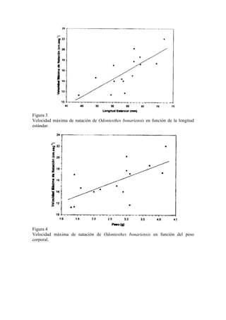 Figura 3
Velocidad máxima de natación de Odontesthes bonariensis en función de la longitud
estándar.
Figura 4
Velocidad máxima de natación de Odontesthes bonariensis en función del peso
corporal.
 