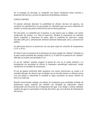 En el estanque de alevinaje se comprobó una buena incubación hasta eclosión y
desarrollo del alevino y juvenil sin aparición de problemas sanitarios.
CONCLUSIONES
El método utilizado demostró la posibilidad de obtener alevinos de pejerrey, sin
sacrificar los reproductores, los que pueden ser utilizados para una nueva obtención de
semilla, lo mismo que para la selección de nuevas líneas genéticas.
Por otra parte, se comprobó que el pejerrey es una especie que se adapta, con ciertas
condiciones de manejo, a la vida en cautiverio. Durante la experiencia los animales
fueron sometidos a situaciones de estrés, dada la condición de cautiverio, cargas
elevadas (280 g/m3
), alimentación artificial (alimento balanceado seco) y presencia de
público.
Se obtuvieron desoves en primavera con una gran rango de variación de temperaturas
(13°C a 18°C).
Se observó que al comienzo de la primavera los peces elegían las “plantas” ubicadas en
la parte menos profunda del estanque (0,60 m.) y al final de la primavera las “plantas”
ubicadas en la parte mas profunda (1 m.).
El uso de “plantas” permite asegurar la puesta de ovas en el medio artificial y su
fecundación sin necesidad de utilizar la traumática metodología tradicional, siendo
satisfactorio el resultado de nacimientos.
El uso de plantas artificiales debe manejarse con ciertas restricciones en cuanto a la
cantidad utilizada. Se observó que al trabajar con un elevado número se obtienen pocas
ovas por planta y reduciendo la cantidad se logra concentrar un mayor número de
huevos en cada una.
Resultó inconveniente trabajar con piletas de incubación poco profundas forradas de
poliestireno negro, material que absorbe con facilidad las radiaciones solares
produciendo una elevación de la temperatura del agua. Esto obligó a realizar repetidos
cambios de agua lo cual produce el lavado del cultivo que sirve de base de alimentación
del alevino.
 