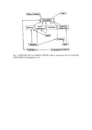 Fig. 1. ESQUEMA DE LA CADENA TROFICA DE O. bonariensis EN LA LAGUNA
CHASCOMUS (de Ringuelet et al.)
 
