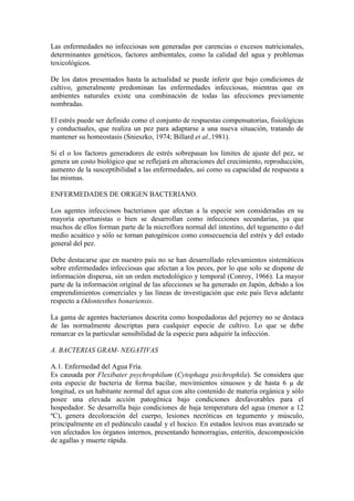 Las enfermedades no infecciosas son generadas por carencias o excesos nutricionales,
determinantes genéticos, factores ambientales, como la calidad del agua y problemas
toxicológicos.
De los datos presentados hasta la actualidad se puede inferir que bajo condiciones de
cultivo, generalmente predominan las enfermedades infecciosas, mientras que en
ambientes naturales existe una combinación de todas las afecciones previamente
nombradas.
El estrés puede ser definido como el conjunto de respuestas compensatorias, fisiológicas
y conductuales, que realiza un pez para adaptarse a una nueva situación, tratando de
mantener su homeostasis (Snieszko, 1974; Billard et al.,1981).
Si el o los factores generadores de estrés sobrepasan los limites de ajuste del pez, se
genera un costo biológico que se reflejará en alteraciones del crecimiento, reproducción,
aumento de la susceptibilidad a las enfermedades, así como su capacidad de respuesta a
las mismas.
ENFERMEDADES DE ORIGEN BACTERIANO.
Los agentes infecciosos bacterianos que afectan a la especie son consideradas en su
mayoría oportunistas o bien se desarrollan como infecciones secundarias, ya que
muchos de ellos forman parte de la microflora normal del intestino, del tegumento o del
medio acuático y sólo se tornan patogénicos como consecuencia del estrés y del estado
general del pez.
Debe destacarse que en nuestro país no se han desarrollado relevamientos sistemáticos
sobre enfermedades infecciosas que afectan a los peces, por lo que solo se dispone de
información dispersa, sin un orden metodológico y temporal (Conroy, 1966). La mayor
parte de la información original de las afecciones se ha generado en Japón, debido a los
emprendimientos comerciales y las líneas de investigación que este país lleva adelante
respecto a Odontesthes bonariensis.
La gama de agentes bacterianos descrita como hospedadoras del pejerrey no se destaca
de las normalmente descriptas para cualquier especie de cultivo. Lo que se debe
remarcar es la particular sensibilidad de la especie para adquirir la infección.
A. BACTERIAS GRAM- NEGATIVAS
A.1. Enfermedad del Agua Fría.
Es causada por Flexibater psychrophilum (Cytophaga psichrophila). Se considera que
esta especie de bacteria de forma bacilar, movimientos sinuosos y de hasta 6 µ de
longitud, es un habitante normal del agua con alto contenido de materia orgánica y sólo
posee una elevada acción patogénica bajo condiciones desfavorables para el
hospedador. Se desarrolla bajo condiciones de baja temperatura del agua (menor a 12
ºC), genera decoloración del cuerpo, lesiones necróticas en tegumento y músculo,
principalmente en el pedúnculo caudal y el hocico. En estados lesivos mas avanzado se
ven afectados los órganos internos, presentando hemorragias, enteritis, descomposición
de agallas y muerte rápida.
 