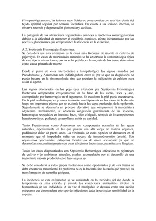 Histopatológicamente, las lesiones superficiales se corresponden con una hiperplasia del
tejido epitelial seguida por necrosis ulcerativa. En cuanto a las lesiones internas, se
observa necrosis y degeneración glomerular y cardíaca.
La patogenia de las alteraciones tegumetarias conlleva a problemas osmoregulatorios
debido a la dificultad de mantener el equilibrio osmótico, efecto incrementado por las
necrosis glomerulares que comprometen la eficiencia en la excreción.
A.2. Septicemia Hemorrágica Bacteriana.
Se considera que esta alteración es la causa más frecuente de muerte en cultivos de
pejerreyes. En casos de mortandades naturales se ha observado la sintomatología típica
de este tipo de alteraciones pero no se ha podido, en la mayoría de los casos, determinar
como causa primaria de muerte.
Desde el punto de vista macroscópico e histopatológico los signos causados por
Pseudomonas y Aeromonas son indistinguibles entre sí; por lo que su diagnóstico no
puede basarse en la sintomatología sino que requiere la realización de cultivos para
aislar el agente.
Los signos observados en los pejerreyes afectados por Septicemia Hemorrágica
Bacteriana comprenden enrojecimiento en la base de las aletas, boca y ano,
acompañados por hemorragias en el tegumento. En ocasiones la piel puede oscurecerse.
En la piel se distingue, en primera instancia, una hiperemia en los vasos de la dermis,
luego un importante edema que se extiende hacia las capas profundas de la epidermis.
Seguidamente se desarrolla un proceso ulcerativo que compromete la musculatura
adyacente. Internamente, se observan congestión generalizada de las vísceras,
hemorragias petequiales en intestino, bazo, riñón e hígado, necrosis de los componentes
hematopoyéticos, pudiendo desarrollarse ascitis en cavidad.
Tanto Pseudomonas como Aeromonas son componentes normales de las aguas
naturales, especialmente en las que poseen una alta carga de materia orgánica,
pudiéndose aislar de peces sanos. La virulencia de estas especies se demuestra en el
momento que el hospedador sufre un proceso de inmunodepresión (estrés). Son
organismos oportunistas, patógenos facultativos de orden secundario ya que se
desarrollan concomitantemente con otras afecciones bacterianas, parasitarias o fúngicas.
Todos los casos diagnosticados con Septicemia Hemorrágica Infecciosa en pejerreyes
de cultivo y de ambientes naturales, estaban acompañados por el desarrollo de una
importante micosis producidas por Saprolegnia sp.
Se debe considerar a estos grupos bacterianos como oportunistas y de esta forma se
debe encarar su tratamiento. El problema no es la bacteria sino la razón que provoco su
transformación de saprófita patógena.
La incidencia de esta enfermedad se ve aumentada en los períodos del año donde la
temperatura es más elevada y cuando las condiciones ambientales afectan la
homeostasis de los individuos. A su vez el manipuleo se destaca como una acción
estresante que desencadena este tipo de infecciones dada la particular sensibilidad de la
especie.
 