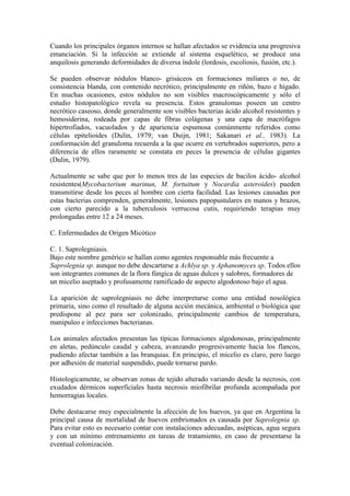 Cuando los principales órganos internos se hallan afectados se evidencia una progresiva
emanciación. Si la infección se extiende al sistema esquelético, se produce una
anquilosis generando deformidades de diversa índole (lordosis, escoliosis, fusión, etc.).
Se pueden observar nódulos blanco- grisáceos en formaciones miliares o no, de
consistencia blanda, con contenido necrótico, principalmente en riñón, bazo e hígado.
En muchas ocasiones, estos nódulos no son visibles macroscópicamente y sólo el
estudio histopatológico revela su presencia. Estos granulomas poseen un centro
necrótico caseoso, donde generalmente son visibles bacterias ácido alcohol resistentes y
hemosiderina, rodeada por capas de fibras colágenas y una capa de macrófagos
hipertrofiados, vacuolados y de apariencia espumosa comúnmente referidos como
células epitelioides (Dulin, 1979; van Duijn, 1981; Sakanari et al., 1983). La
conformación del granuloma recuerda a la que ocurre en vertebrados superiores, pero a
diferencia de ellos raramente se constata en peces la presencia de células gigantes
(Dulin, 1979).
Actualmente se sabe que por lo menos tres de las especies de bacilos ácido- alcohol
resistentes(Mycobacterium marinun, M. fortuitum y Nocardia asteroides) pueden
transmitirse desde los peces al hombre con cierta facilidad. Las lesiones causadas por
estas bacterias comprenden, generalmente, lesiones papopustulares en manos y brazos,
con cierto parecido a la tuberculosis verrucosa cutis, requiriendo terapias muy
prolongadas entre 12 a 24 meses.
C. Enfermedades de Origen Micótico
C. 1. Saprolegniasis.
Bajo este nombre genérico se hallan como agentes responsable más frecuente a
Saprolegnia sp. aunque no debe descartarse a Achlya sp. y Aphanomyces sp. Todos ellos
son integrantes comunes de la flora fúngica de aguas dulces y salobres, formadores de
un micelio aseptado y profusamente ramificado de aspecto algodonoso bajo el agua.
La aparición de saprolegniasis no debe interpretarse como una entidad nosológica
primaria, sino como el resultado de alguna acción mecánica, ambiental o biológica que
predispone al pez para ser colonizado, principalmente cambios de temperatura,
manipuleo e infecciones bacterianas.
Los animales afectados presentan las típicas formaciones algodonosas, principalmente
en aletas, pedúnculo caudal y cabeza, avanzando progresivamente hacia los flancos,
pudiendo afectar también a las branquias. En principio, el micelio es claro, pero luego
por adhesión de material suspendido, puede tornarse pardo.
Histologicamente, se observan zonas de tejido alterado variando desde la necrosis, con
exudados dérmicos superficiales hasta necrosis miofibrilar profunda acompañada por
hemorragias locales.
Debe destacarse muy especialmente la afección de los huevos, ya que en Argentina la
principal causa de mortalidad de huevos embrionados es causada por Saprolegnia sp.
Para evitar esto es necesario contar con instalaciones adecuadas, asépticas, agua segura
y con un mínimo entrenamiento en tareas de tratamiento, en caso de presentarse la
eventual colonización.
 