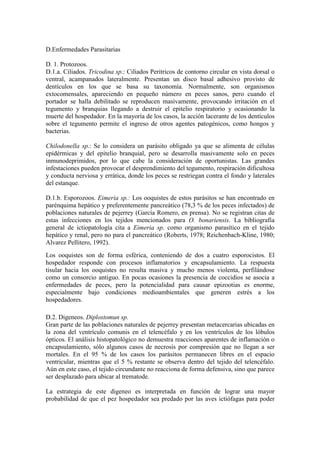 D.Enfermedades Parasitarias
D. 1. Protozoos.
D.1.a. Ciliados. Tricodina sp.: Ciliados Peritricos de contorno circular en vista dorsal o
ventral, acampanados lateralmente. Presentan un disco basal adhesivo provisto de
dentículos en los que se basa su taxonomía. Normalmente, son organismos
extocomensales, apareciendo en pequeño número en peces sanos, pero cuando el
portador se halla debilitado se reproducen masivamente, provocando irritación en el
tegumento y branquias llegando a destruir el epitelio respiratorio y ocasionando la
muerte del hospedador. En la mayoría de los casos, la acción lacerante de los dentículos
sobre el tegumento permite el ingreso de otros agentes patogénicos, como hongos y
bacterias.
Chilodonella sp.: Se lo considera un parásito obligado ya que se alimenta de células
epidérmicas y del epitelio branquial, pero se desarrolla masivamente solo en peces
inmunodeprimidos, por lo que cabe la consideración de oportunistas. Las grandes
infestaciones pueden provocar el desprendimiento del tegumento, respiración dificultosa
y conducta nerviosa y errática, donde los peces se restriegan contra el fondo y laterales
del estanque.
D.1.b. Esporozoos. Eimeria sp.: Los ooquistes de estos parásitos se han encontrado en
parénquima hepático y preferentemente pancreático (78,3 % de los peces infectados) de
poblaciones naturales de pejerrey (García Romero, en prensa). No se registran citas de
estas infecciones en los tejidos mencionados para O. bonariensis. La bibliografía
general de ictiopatología cita a Eimeria sp. como organismo parasítico en el tejido
hepático y renal, pero no para el pancreático (Roberts, 1978; Reichenbach-Kline, 1980;
Alvarez Pellitero, 1992).
Los ooquistes son de forma esférica, conteniendo de dos a cuatro esporocistos. El
hospedador responde con procesos inflamatorios y encapsulamiento. La respuesta
tisular hacia los ooquistes no resulta masiva y mucho menos violenta, perfilándose
como un consorcio antiguo. En pocas ocasiones la presencia de coccidios se asocia a
enfermedades de peces, pero la potencialidad para causar epizootias es enorme,
especialmente bajo condiciones medioambientales que generen estrés a los
hospedadores.
D.2. Digeneos. Diplostomun sp.
Gran parte de las poblaciones naturales de pejerrey presentan metacercarias ubicadas en
la zona del ventrículo comunis en el telencéfalo y en los ventrículos de los lóbulos
ópticos. El análisis histopatológico no demuestra reacciones aparentes de inflamación o
encapsulamiento, sólo algunos casos de necrosis por compresión que no llegan a ser
mortales. En el 95 % de los casos los parásitos permanecen libres en el espacio
ventricular, mientras que el 5 % restante se observa dentro del tejido del telencéfalo.
Aún en este caso, el tejido circundante no reacciona de forma defensiva, sino que parece
ser desplazado para ubicar al trematode.
La estrategia de este digeneo es interpretada en función de lograr una mayor
probabilidad de que el pez hospedador sea predado por las aves ictiófagas para poder
 