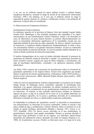 A su vez, en un ambiente natural los peces podrían recurrir a explotar fuentes
energéticas alternativas, acotando el rango de acción de las alteraciones nutricionales
(Grosman, 19951). Sin embargo, en el caso que el ambiente natural no tenga la
capacidad de generar alimento en volumen y calidad para sostener a una población de
pejerreyes, la opción debe ser considerada.
G. Observaciones de Compromiso Sistémico
Granulomatosis Crónica Sistémica
En ambientes naturales de la provincia de Buenos Aires (por ejemplo Laguna Salada
Grande, Gral. Madariaga) se han colectado ejemplares que respondían a los signos
macroscópicos de una Granulomatosis Crónica Sistémica, similar a las descriptas en
casos de tuberculosis en peces (García Romero, en prensa). Macroscópicamente los
peces no presentaban alteraciones significativas de la normalidad, excepto por una
importante pérdida de peso para las tallas capturadas. Se observó, además, la presencia
de numerosos y conspicuos nódulos blanquecinos fundamentalmente en riñón y bazo,
con características miliares o con grandes estructuras nodulares. Al tacto se evidenciaba
una textura blanda sin material calcificado. Al corte los grandes nódulos liberaban de su
centro un fluido caseiforme de coloración amarronado.
El análisis histopatológico de los cortes de tejidos afectados demostró la presencia de
granulomas de diferente estado de desarrollo y tamaño. Los granulomas presentan un
centro necrótico caseoso, seguido por capas de fibras colágenas y externamente, una
capa de macrófagos hipertrofiados, vacuolados y de apariencia espumosa (células
epitelioides).
van Duijn (1981) sostiene que la presencia de mycobacterias induce la formación de
granulomas epitelioides en los órganos blanco. Existen otros organismos que pueden
inducir la aparición de lesiones granulomatosas: Ichthyphonus hofferi (PAS positiva) y
Renibacterium salmoninarum –BKD- (Bacterial Kidney Disease, gram positiva - Zielh
Nielsen negativa).
Todos los casos de granulomatosis sistémica diagnosticados en el pejerrey de la laguna
Salada Grande de Madariaga fueron examinados siguiendo la metodología para
identificar a los agentes infecciosos nombrados, sin obtener resultados positivos. Los
resultados habilitan la consideración de una granulomatosis sistémica de características
no infecciosas. Al respecto se han realizado observaciones similares en diferentes
especies de peces, ya que en la mayoría de los casos no se ha podido determinar un
agente etiológico específico. Se la asocia a problemas derivados de la alimentación
deficitaria en animales de cultivo y a desfavorables condiciones ambientales.
En Salmónidos la incidencia del "granuloma visceral" se desarrolla en concomitancia
con nefrocalcinosis, no observado en los peces examinados. Ambos se asocian a una
pobre calidad de agua y posiblemente a factores dietarios. Hasta el momento no se ha
aislado un agente etiológico determinante (Dumbar y Herman, 1971; Cowey et al.,
1977; Gottshalk, 1991). En Sparus aurata cultivados en el mar mediterráneo, la
granulomatosis sistémica causa agudas mortandades. Primero se presenta afectado el
riñón para luego distribuirse al resto de los órganos. Los individuos sobrevivientes
desarrollan una inflamación crónica, afectando casi todos los órganos (Paperna et al.,
1980). En Scophthalmus maximus (Turbot) se observaron casos a lo largo de la costa
 