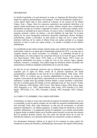DESCRIPCION
La familia Cyprinidae a la cual pertenece la carpa, es originaria del Hemisferio Norte.
Según los registros paleontológicos más antiguos, el área de distribución original de C.
carpio parece haber sido la zona central de Laurasia, en las cuencas de los Mares
Caspio, Aral, y Negro. Entre los caracteres anatómicos que permiten identificar a la
especie puede mencionarse que posee un cuerpo, robusto, pesado, poco comprimido,
ligeramente curvado en el vientre y arqueado en el dorso. La cabeza que siempre carece
de escamas es inclinada de la nuca al hocico, el cual es romo y redondeado; la boca es
pequeña, terminal, ventral, sin dientes y con dos barbillas de cada lado. En la parte
interna de los arcos branquiales posteriores desarrolla importantes dientes faríngeos
molariformes, anchos y truncados. La aleta dorsal es larga con tres o cuatro radios
anteriores indivisos de los cuales el último forma una espina aserrada en su margen
posterior, la anal es corta con espina similar, y la caudal es hendida en dos lóbulos
redondeados.
Es considerado un pez rústico porque soporta rangos muy amplios de diversas variables
ambientales, sobrevive en aguas que eventualmente alcanzan los 50°C y en otras que se
congelan durante los meses invernales. La salinidad, y la turbiedad elevada no la
comprometen, así como tampoco las variaciones bruscas en el nivel del agua o del pH
(ver MacCrimmon, 1968; Jester, 1974; Johal, et al.,1984; Panek, 1987). Como sus
exigencias ambientales son pocas, es capaz de vivir en ríos, arroyos, lagos, lagunas,
embalses, estuarios, o estanques. Este amplio rango de tolerancia estaría vinculado a las
características climáticas templado continentales de su zona de origen.
Se trata de un pez netamente omnívoro que se alimenta de pequeños organismos y
vegetales que es capaz de filtrar, comer de la película superficial, del fondo
recogiéndolos o escarbando en éste más de 10 cm (MacCrimmon, 1968; Jester, 1974;
Panek, 1987). Es evidente que su extrema adaptabilidad la coloca en ventaja con
respecto a otros peces de agua dulce, especialmente en el momento de colonizar nuevos
ambientes u ocupar sitios que quedan vacantes debido a causas naturales o artificiales;
por ello en muchas partes del mundo se la ha calificado como un “pez invasor” (Cahn,
1929; Anderson, 1950; Ruttner, 1952; Tryon, 1954; Moyle y Kuen, 1964; King y Hunt,
1967; Ringuelet, et al., 19672; MacCrimmon, 1968; Jester, 1974; Fletcher et al.,1985,
Panek, 1987;Clark, et al., 1991; Fernando y Holcik, 1991; Fernando, 1991; Colautti,
1997).
LA CARPA Y EL HOMBRE, UNA LARGA HISTORIA
Actualmente, la carpa es el pez más cultivado en regiones de latitudes medias, y esto no
es casualidad, ya que la especie cumple con casi todos los requisitos fundamentales para
esta actividad. Entre ellos valen destacarse: su alta tasa de crecimiento, su elevado
potencial reproductivo, sus hábitos gregarios, el amplio rango de tolerancia a diversas
variables ambientales, y su adaptación natural al manipuleo. Las virtudes mencionadas
la ligaron desde un pasado lejano con el hombre quien encontró en este pez una manera
fácil de producir proteína animal. Por esta razón fue llevada fuera de su área de
distribución original y en el presente habita todos los continentes excepto el antártico.
Los documentos históricos indican en la época de los romanos la carpa común fue
tomada de la cuenca del Danubio y distribuida por otros países del imperio (Welcomme,
 