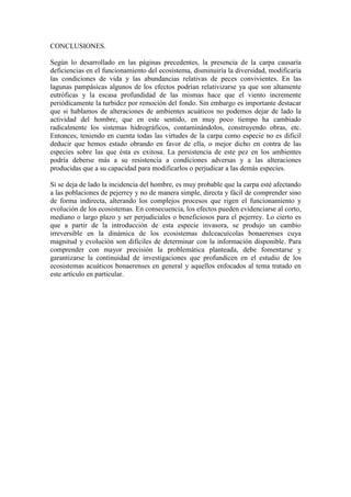 CONCLUSIONES.
Según lo desarrollado en las páginas precedentes, la presencia de la carpa causaría
deficiencias en el funcionamiento del ecosistema, disminuiría la diversidad, modificaría
las condiciones de vida y las abundancias relativas de peces convivientes. En las
lagunas pampásicas algunos de los efectos podrían relativizarse ya que son altamente
eutróficas y la escasa profundidad de las mismas hace que el viento incremente
periódicamente la turbidez por remoción del fondo. Sin embargo es importante destacar
que si hablamos de alteraciones de ambientes acuáticos no podemos dejar de lado la
actividad del hombre, que en este sentido, en muy poco tiempo ha cambiado
radicalmente los sistemas hidrográficos, contaminándolos, construyendo obras, etc.
Entonces, teniendo en cuenta todas las virtudes de la carpa como especie no es difícil
deducir que hemos estado obrando en favor de ella, o mejor dicho en contra de las
especies sobre las que ésta es exitosa. La persistencia de este pez en los ambientes
podría deberse más a su resistencia a condiciones adversas y a las alteraciones
producidas que a su capacidad para modificarlos o perjudicar a las demás especies.
Si se deja de lado la incidencia del hombre, es muy probable que la carpa esté afectando
a las poblaciones de pejerrey y no de manera simple, directa y fácil de comprender sino
de forma indirecta, alterando los complejos procesos que rigen el funcionamiento y
evolución de los ecosistemas. En consecuencia, los efectos pueden evidenciarse al corto,
mediano o largo plazo y ser perjudiciales o beneficiosos para el pejerrey. Lo cierto es
que a partir de la introducción de esta especie invasora, se produjo un cambio
irreversible en la dinámica de los ecosistemas dulceacuícolas bonaerenses cuya
magnitud y evolución son difíciles de determinar con la información disponible. Para
comprender con mayor precisión la problemática planteada, debe fomentarse y
garantizarse la continuidad de investigaciones que profundicen en el estudio de los
ecosistemas acuáticos bonaerenses en general y aquellos enfocados al tema tratado en
este artículo en particular.
 