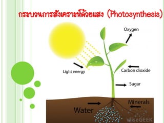 กระบวนการสังเคราะห์ด้วยแสง (Photosynthesis)
 