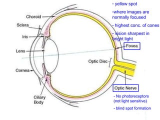 yellow spot  where images are normally focused highest conc. of cones vision sharpest in bright light No photoreceptors (not light sensitive) blind spot formation 