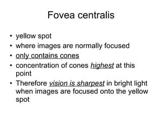 Fovea centralis yellow spot where images are normally focused only contains cones concentration of cones  highest  at this point Therefore  vision is sharpest  in bright light when images are focused onto the yellow spot 