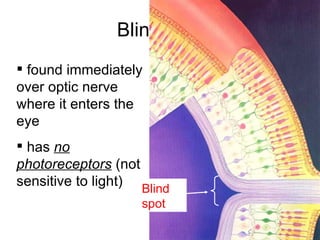 Blind spot found immediately over optic nerve where it enters the eye has  no photoreceptors  (not sensitive to light) Blind spot 