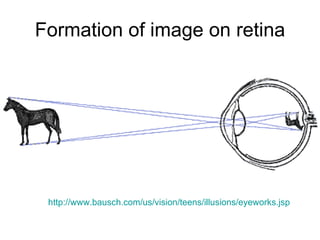 Formation of image on retina http:// www.bausch.com/us/vision/teens/illusions/eyeworks.jsp 