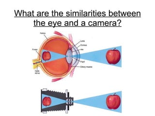 What are the similarities between the eye and a camera? 