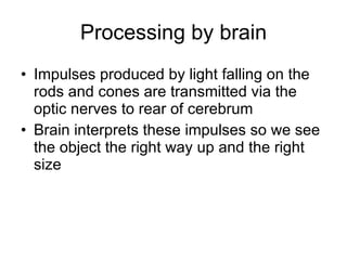 Processing by brain Impulses produced by light falling on the rods and cones are transmitted via the optic nerves to rear of cerebrum Brain interprets these impulses so we see the object the right way up and the right size 
