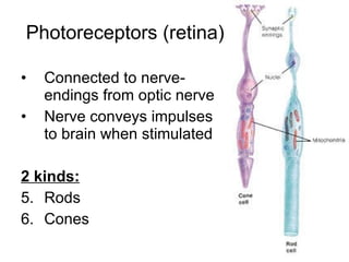 Photoreceptors (retina) Connected to nerve-endings from optic nerve Nerve conveys impulses to brain when stimulated 2 kinds: Rods  Cones 