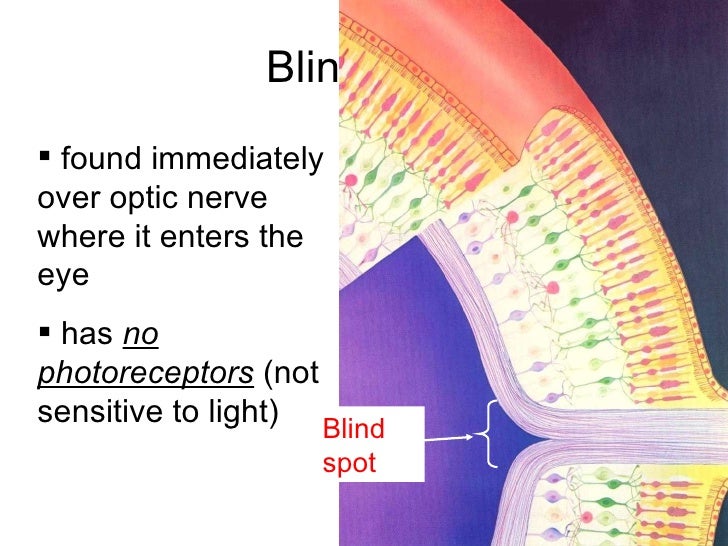 Chapter 14 The Human Eye Lesson 2 Light Detection