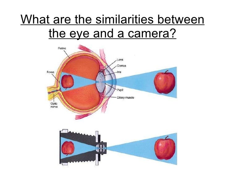 Chapter 14 The Human Eye Lesson 2 Light Detection