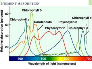 PIGMENT ABSORPTION
Spectrophotometer
By
Thanyamon
Chaturavitkul
12
 
