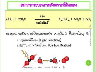 สมการกระบวนการสังเคราะห์ด้วยแสง
6CO2 + 12H2O C6H12O6 + 6H2O + 6O2
แสง
คลอโรฟีลล์
กระบวนการสังเคราะห์ด้วยแสงของพืช แบ่งเป็น 2 ขันตอนใหญ่ คือ
1. ปฏิกิริยาที่ใช้แสง (Light reactions)
2.ปฏิกิริยาการตรึงคาร์บอน (Carbon fixation)
By
Thanyamon
Chaturavitkul
13
 