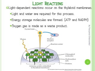 LIGHT REACTIONS
Light-dependent reactions occur on the thylakoid membranes.
Light and water are required for this process.
Energy storage molecules are formed. (ATP and NADPH)
Oxygen gas is made as a waste product.
By
Thanyamon
Chaturavitkul
14
 